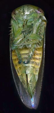 Green nymph with 5x BD darkfield with Zerene Stacker PMax stack of 49 and 30 images stitched in Microsoft ICE